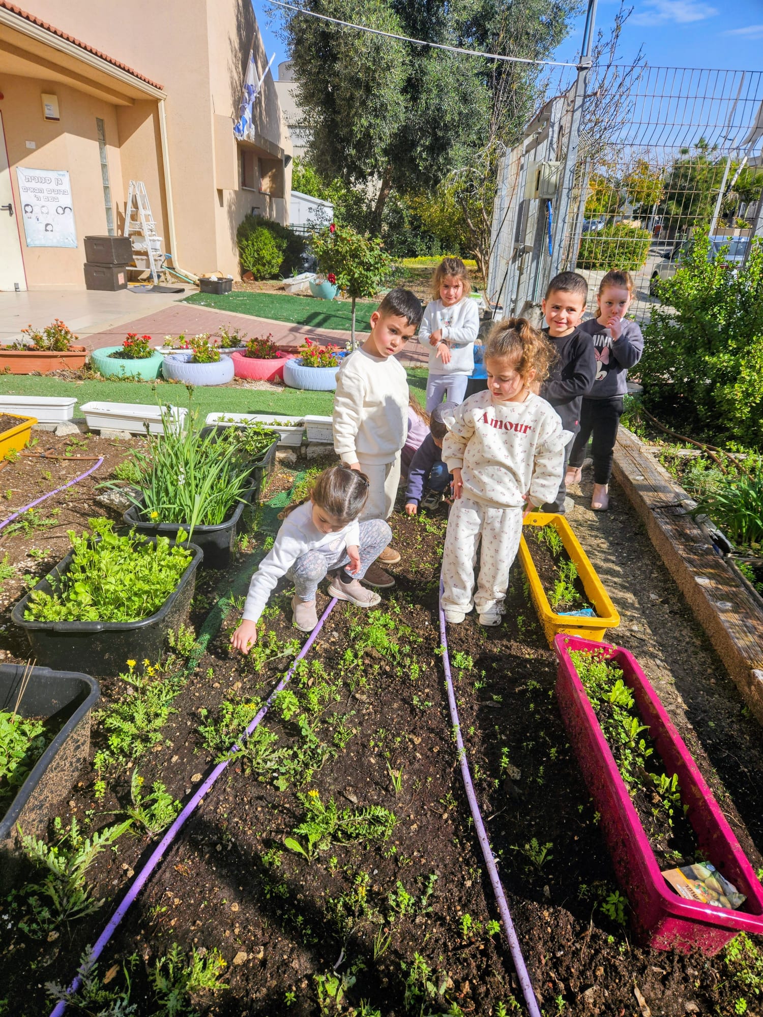 ניכוש עשבים לפני שתילה. פלורה אידו.jpe